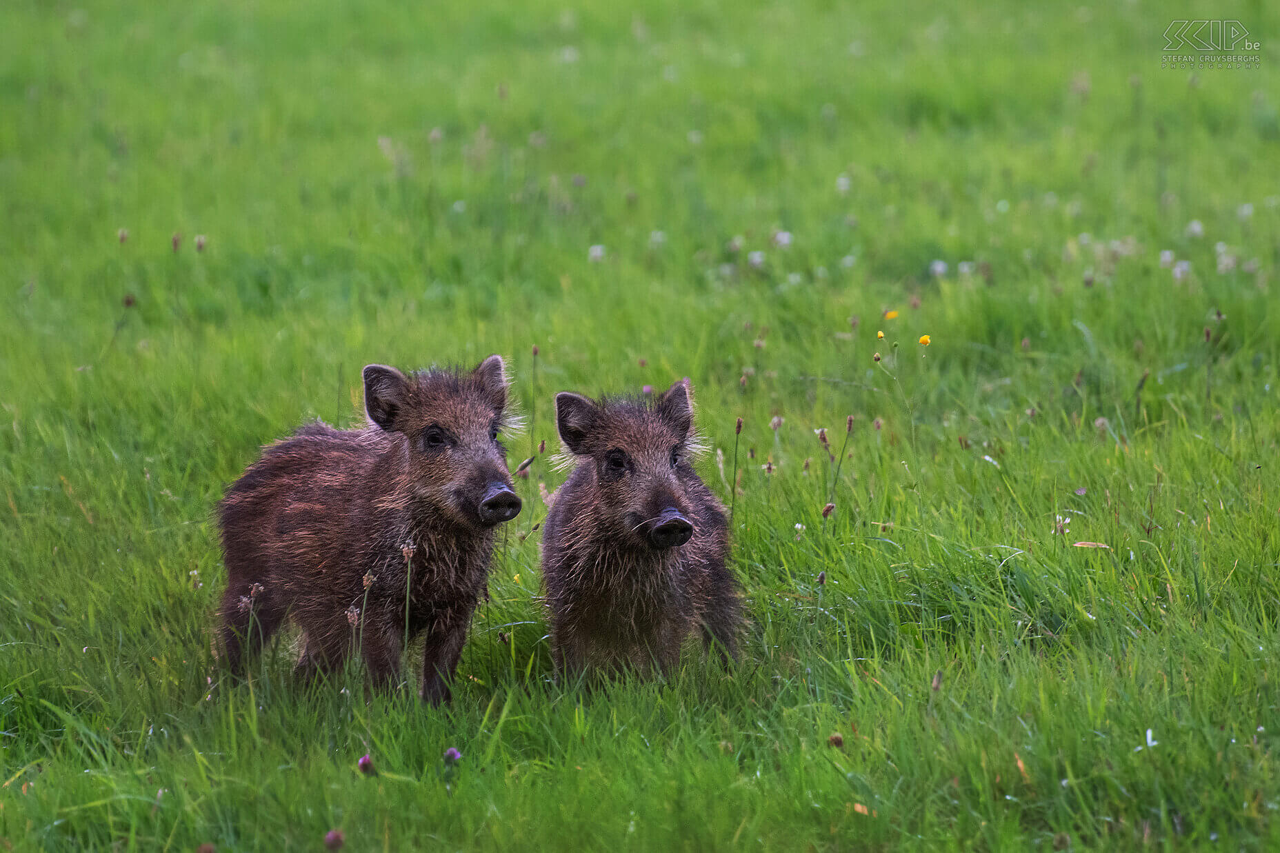 Everzwijnen Deze zomer trok ik drie keer naar de Ardennen naar de observatiehut van Jorn Van Den Bogaert op het Plateau des Tailles nabij Baraque de Fraiture om er wilde dieren te fotograferen. Gewapend met m’n camera met korte telelens en een camera met groothoek die ik op afstand kon bedienen, kon ik een gevarieerde reeks beelden maken van de wilde everzwijnen. Een kleine groepje jonge zwijnen kwam vaak al voor zonsondergang opdagen. De grote rot (=familie) met stevige beren en zeugen maar ook kleine frislingen kwam meestal pas bij schemering of als het al donker was. Stefan Cruysberghs